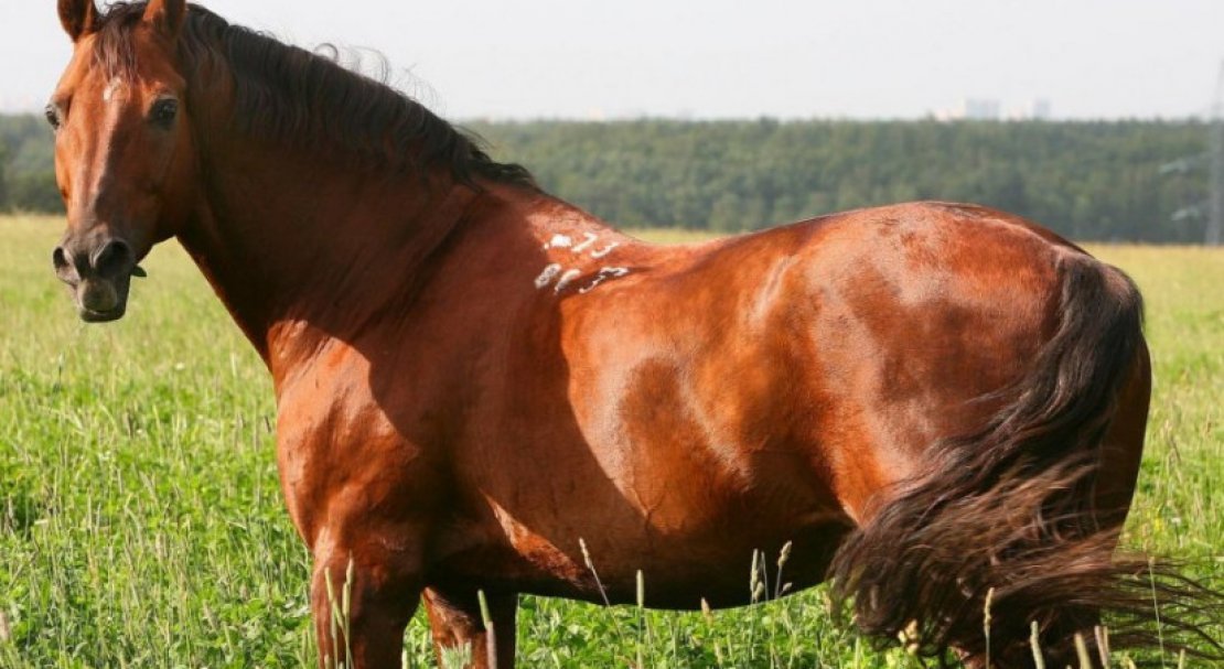 7cbb45d32c9ad21755175bc8a884fa56 Донська кінь: характеристика і опис породи, розведення і догляд, фото, відео