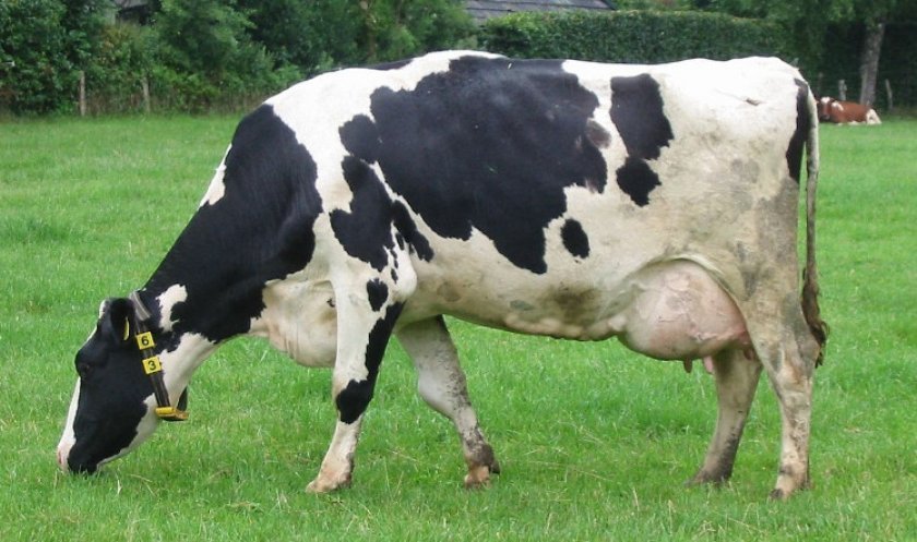 7d6543e041e7296c20d9577c4500f364 Скільки живуть корови і бики: середня тривалість життя в домашніх умовах, на фермах