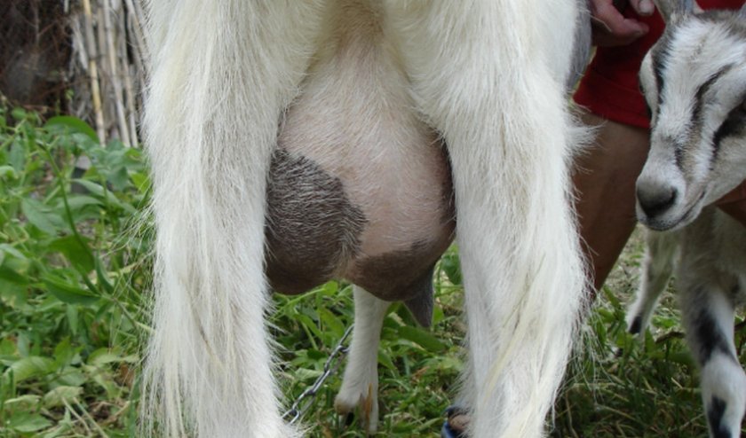 7daebad78ad7ad257ccfb0d414ce3e5c Кров у молоці у кози: причини появи, лікування і профілактика можливих захворювань