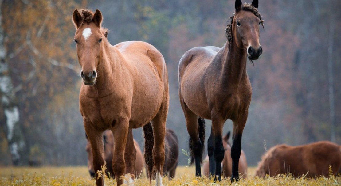 7e77195ce29fa3d234aabd36a5fe8492 Башкирська кінь: опис і зміст породи, переваги та недоліки, особливості догляду, фото