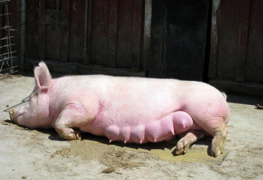 7f2a7bd511f88198be30c586973997ee Ландрас — порода свиней: характеристика і опис з фото, особливості розведення, годівлі та догляду, відео