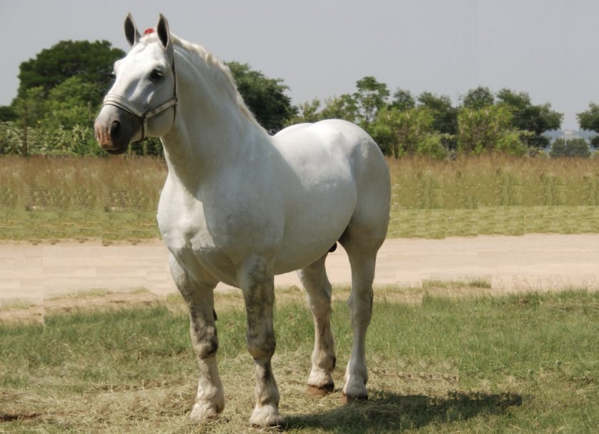 7f788a977f88e01e0188fa861eebdef2 Першероны коні: опис та характеристика породи, розміри і вага, особливості змісту, фото, відео