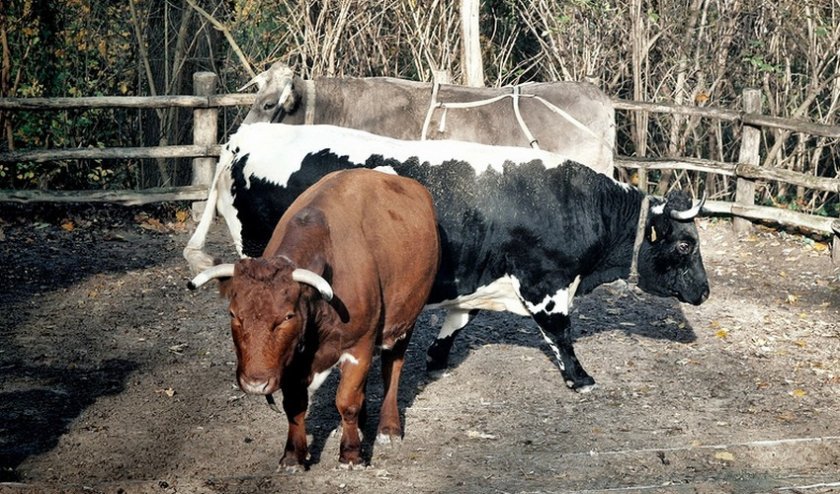 7f87094df17634edaac5e30088fae7f1 Злучка (парування) корів з биками