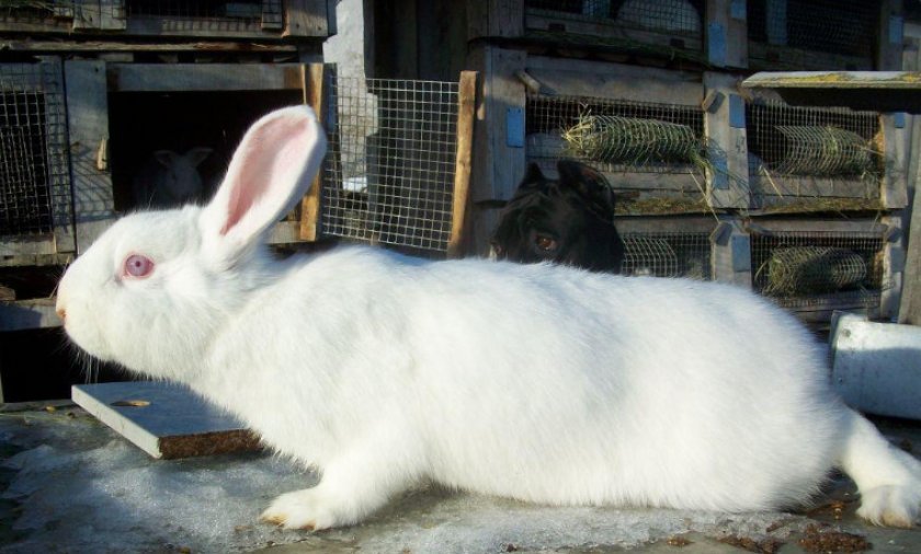 7f9c8393840bff3c3f458847a6fd516a Кролик білий паннон: характеристика і опис породи, фото, особливості змісту
