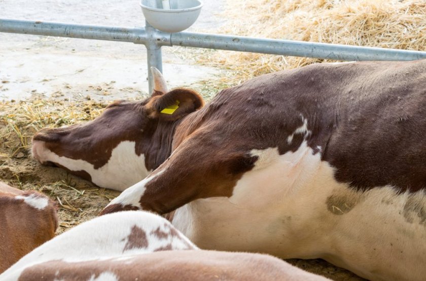 7fa4d88e13eb1b75294b1df73411cd83 Лейкоз у корів (ВРХ): причини і симптоми, як передається, чим небезпечний для людини, можна пити молоко
