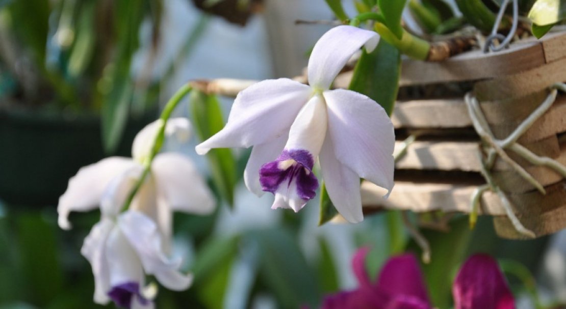 7ffd9ff261524f052519d00f9c38bd6a Самі красиві орхідеї: ТОП 13 кращих видів та їх опис, фото