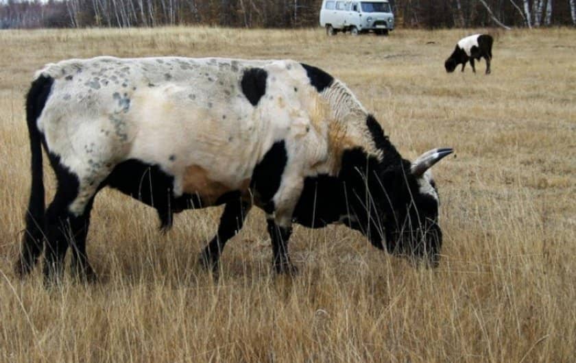 801f5a493754c657db0f7378d4fa6aad Якутська корова: опис породи, фото, плюси і мінуси, утримання та догляд