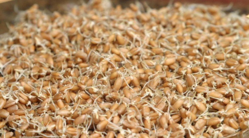 80220f02defad28572358ffd762baa08 Як проростити пшеницю для курей в домашніх умовах: покрокова інструкція та годування