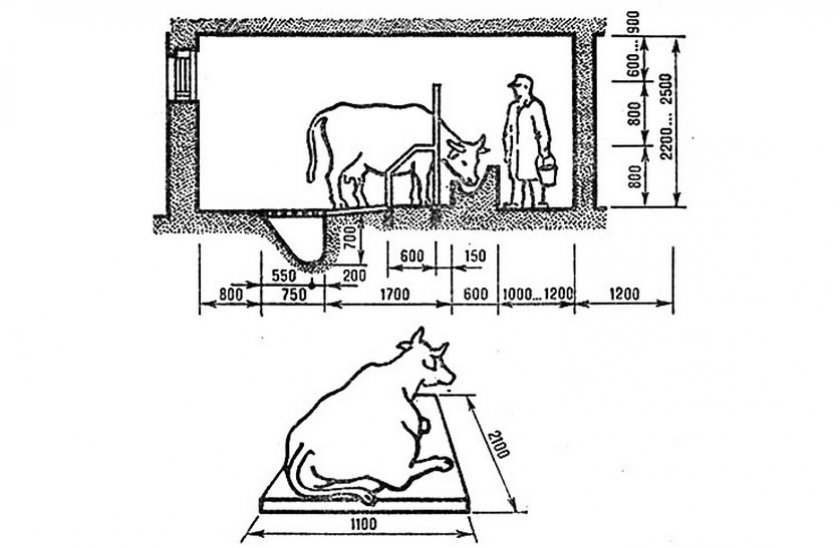 815a0e9941f41f03c8268f10e8d63aab Симентальська порода корів: характеристика, плюси і мінуси, утримання та догляд, фото