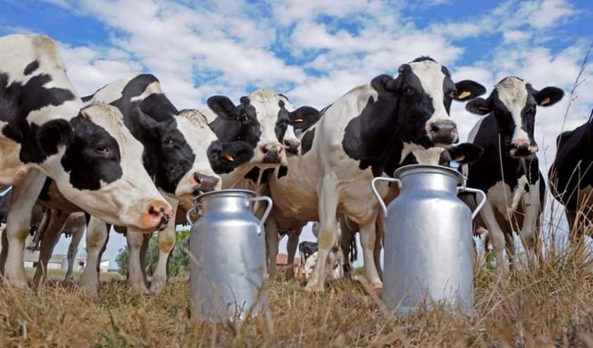 815ee79e197ae65290f28b8edf917fbb Скільки корова дає молока в добу в середньому: після першого і другого отелення, від чого залежать надої