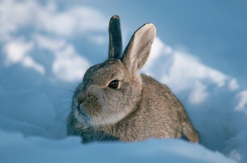 81dd81fcd6339c7d629b89843381bce8 Зміст кроликів взимку на вулиці в клітинах: комфортна температура, розмноження