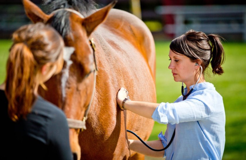 8210e5ce31034a029206235dc9e7e8f3 Коліки у коней: причини і симптоми, що робити і як лікувати в домашніх умовах народними засобами