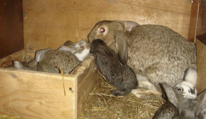 82b0cab21b41ab8c3959abe99c7072f5 Коли відлучати кроленят від кролиці: в якому віці, ніж годувати та доглядати за кроленят після відсадження, відео