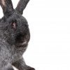 833b7c249a450c8333762621005b64f9 Віденський блакитний кролик: опис та характеристика породи, розміри кліток для утримання, особливості розмноження, фото