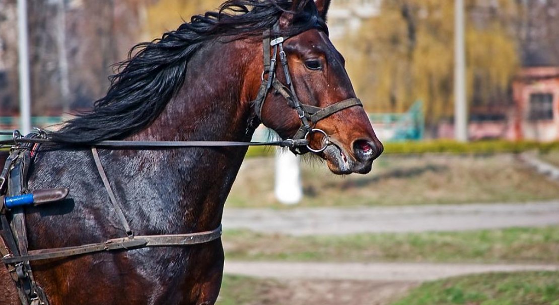 84621fc72c18e55879b46b6b3e4b4752 Російський рисак порода коня, опис та характеристики, особливості догляду, фото