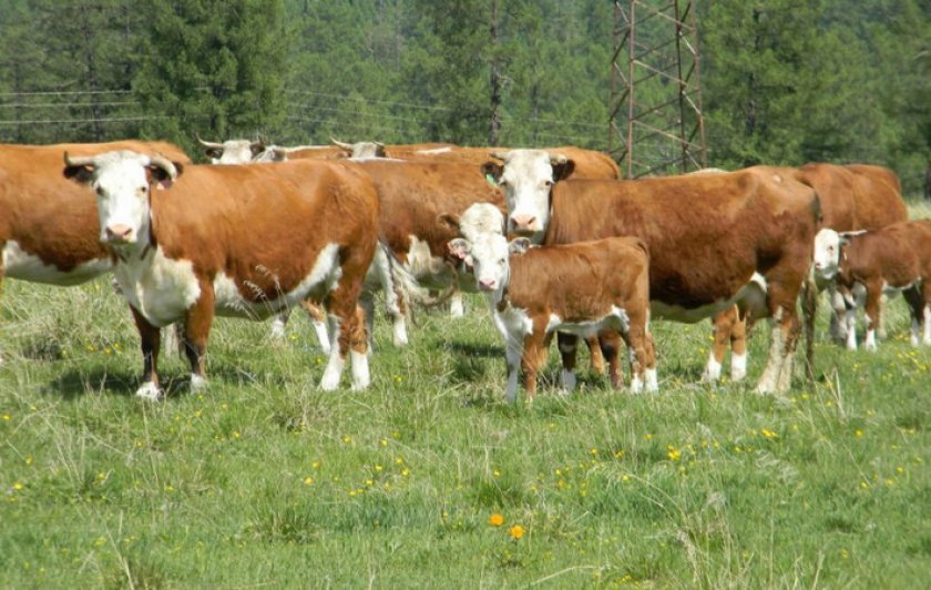 84684ade6314ff24eb6c5ea4b1aede2f Казахська білоголова порода корів: характеристика, фото, напрям, зміст і відхід