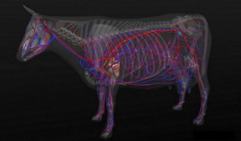 850a328ee8ca62a642e7dd73fa300350 Скелет корови з назвою кісток: анатомія