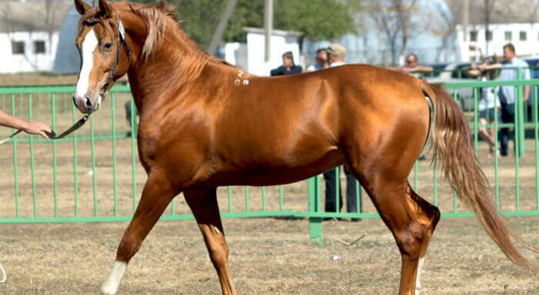 85939f4209e653ef3f342dd77dabebfb Буденновская порода коней: характеристика, зміст і догляд, фото