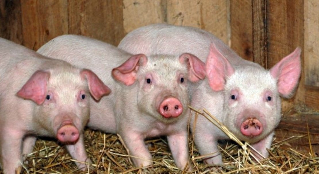 85f0102961bfb5490d46a9e230204abf Ландрас — порода свиней: характеристика і опис з фото, особливості розведення, годівлі та догляду, відео