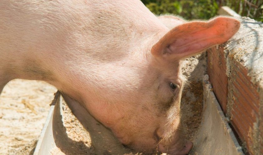 85f13fa49a0760c28cf402bbc1762a37 Годування свиней в домашніх умовах: раціон і норми, чим можна годувати