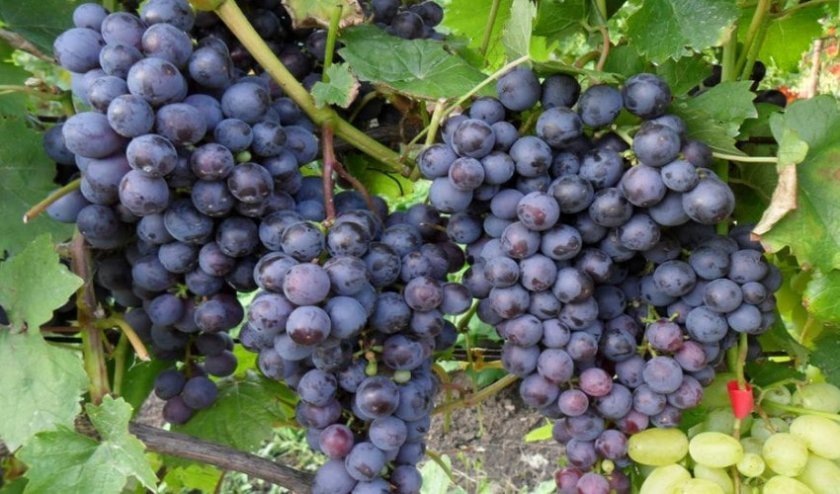8656f1d7ff4b82cf5a64113f2bb4071a Кращі сорти винограду для Сибіру: опис і особливості вирощування, фото