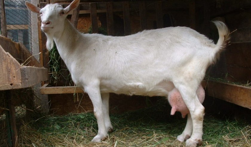 8717b069d67b6a55da149cda653c9e6e Чому коза перестала давати молоко: основні причини і як їх усунути