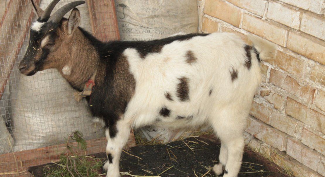 87496fab37108a87ed5c339a36d3422f Камерунські карликові кози: опис породи, особливості змісту, фото і відгуки власників