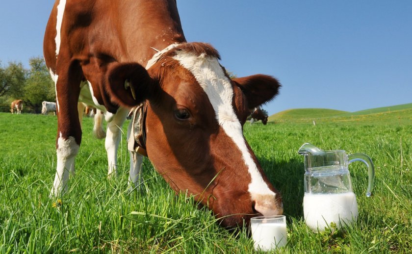 87c1ddc30e900c5b8169fcce9ec2793d Жирність молока у домашньої корови взимку і влітку (нормальна, максимальна): від чого залежить, як визначити, як підвищити