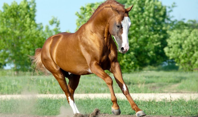 8892666d7d25d2805d8ed25aedd5694b Донська кінь: характеристика і опис породи, розведення і догляд, фото, відео