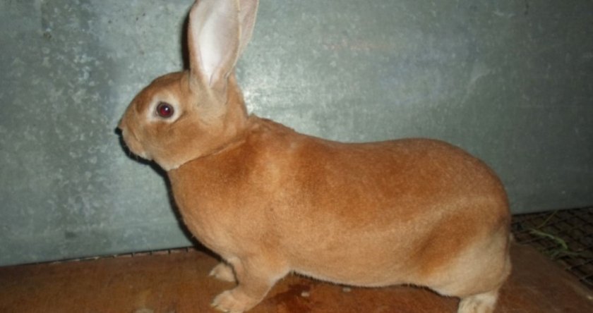 88bd098687490e47a5866c877d38f657 Кролик породи Рекс: опис та характеристика, забарвлення, особливості розведення та утримання, фото