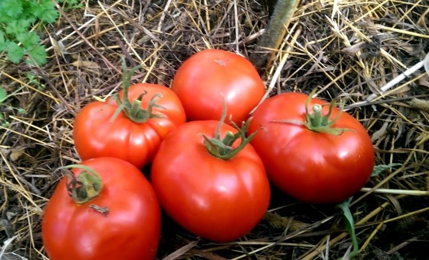 8905336c8aedc2b168301e0f28e20d8e Томат Пролісок: опис та характеристика помідора, вирощування і догляд, фото