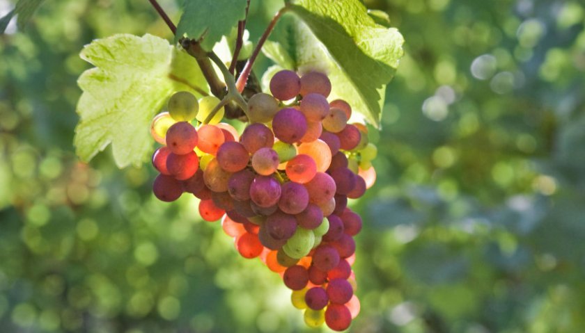 896648f5ead60039cb7a41861325a5ec Виноград — це ягода або фрукт? Як правильно називати, опис і особливості