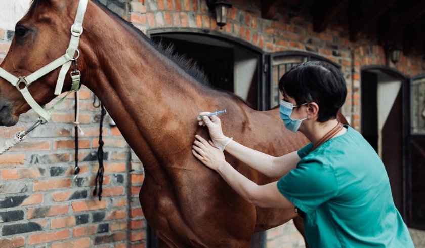 8982a66d44aaa83a3e6d01147dfd7da1 Коліки у коней: причини і симптоми, що робити і як лікувати в домашніх умовах народними засобами