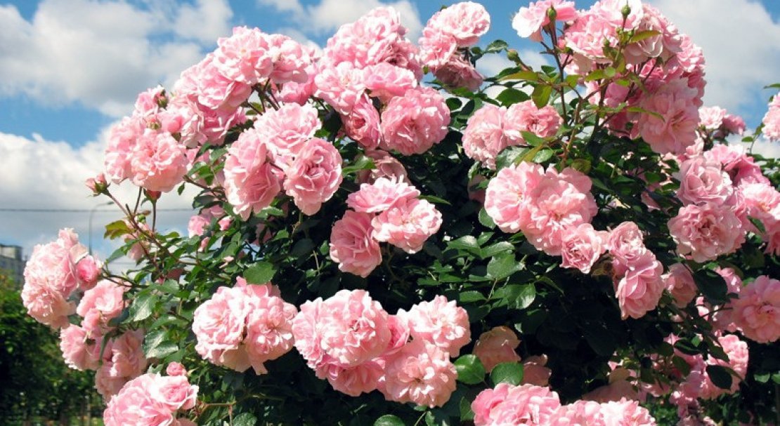 Роза поэзия флорибунда фото и описание