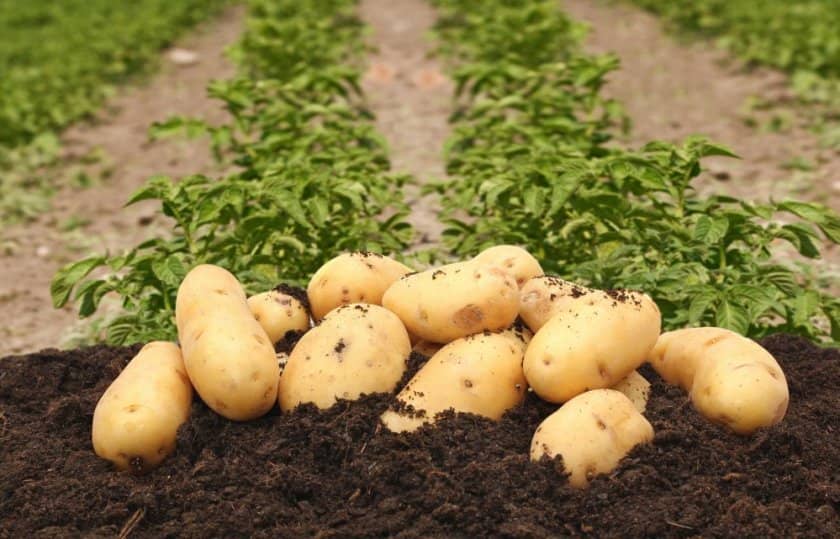 8a466a97c50c5984a66c55cb8eaaf70d Картопля Казка: опис та характеристика сорту, смакові якості, особливості вирощування, фото