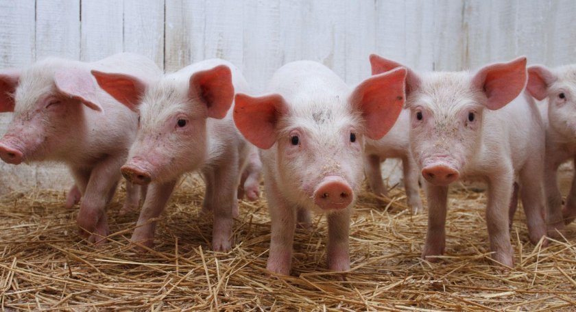 8baa83edc6b2728fffea91c9e56d3d34 Скільки років в середньому живуть свині в домашніх умовах і в дикій природі, що впливає на тривалість їхнього життя