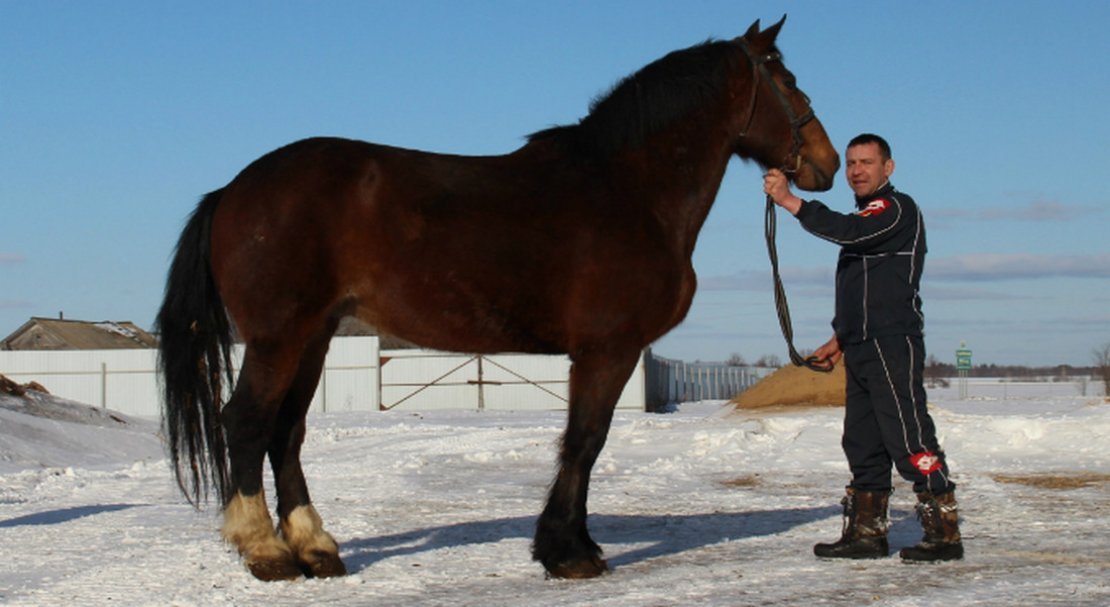 8d0513d007486f242ea3c0cd1ad4e634 Володимирський ваговоз порода коней: опис, вага, висота в холці, фото, утримання та догляд