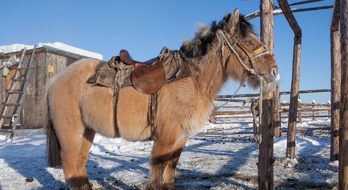 8d44a0c0e98add1aaa887e13fc3cfa67 Якутська кінь: опис та характеристика породи з фото, особливості догляду, утримання та харчування, відео