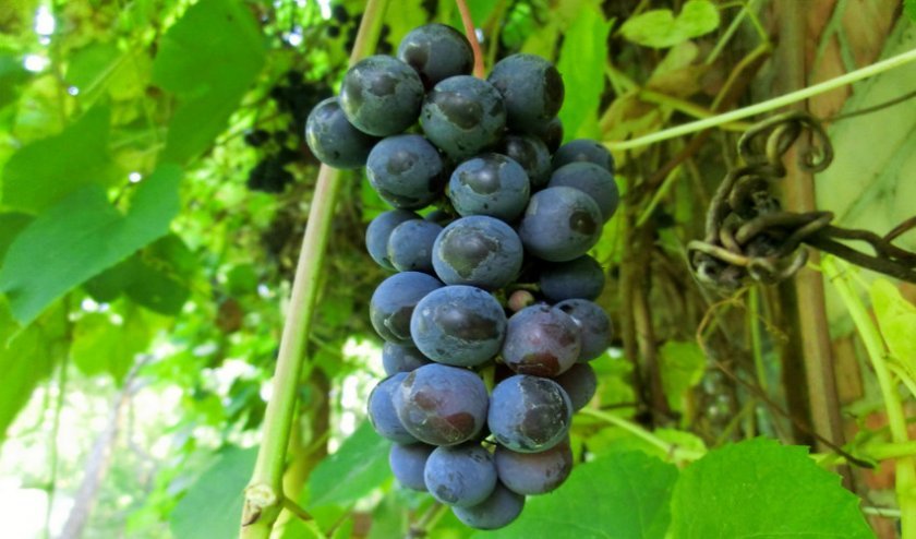 8d8343ff8bbe89931d86dbdfbc456cf1 Можна виноград діабетикам: користь і шкода, норма споживання