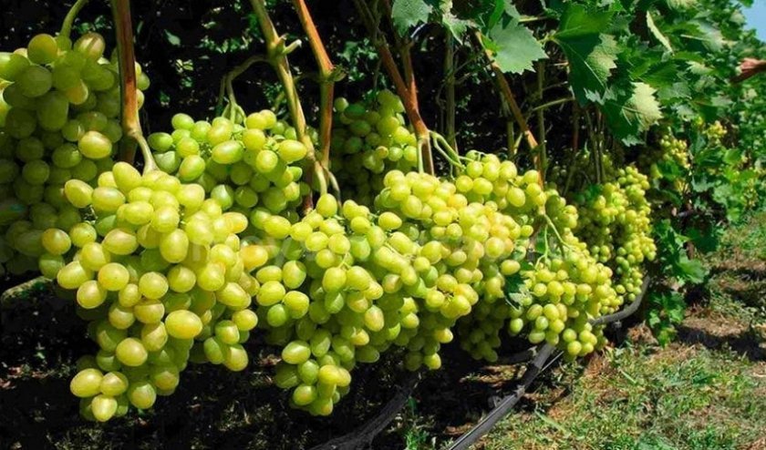 8d8d65d302c66d50db6c3e7279a05139 Кращі сорти винограду для Сибіру: опис і особливості вирощування, фото