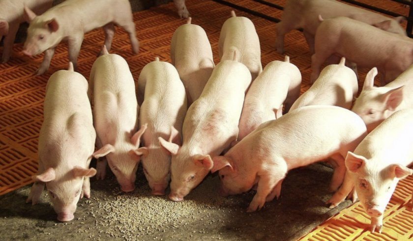 8e1b6a1c2c8c5dbde4ec9300b148f8fe Комбікорм для свиней: види, склад, норми споживання, як годувати, рецепт для приготування своїми руками в домашніх умовах, кращі виробники