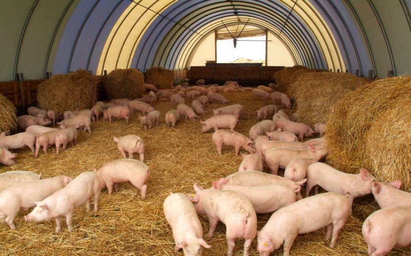 8f055b4b3b33e8883ce238cd5c247e4c Розведення свиней в домашніх умовах для початківців