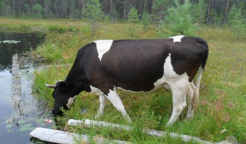 8f334f1f12f6338bd80b4684cf4049b6 Що пє корова: скільки літрів води, що робити, якщо корова не пє, в чому причина