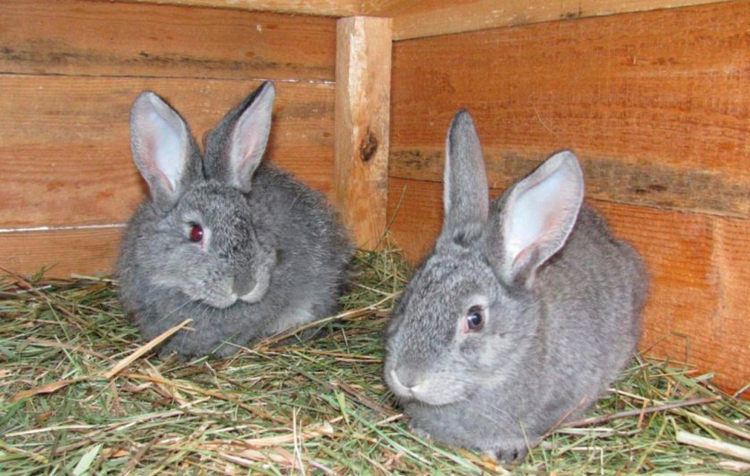 8f4d8fc5949368fcf211a9add692b54e Радянська шиншила (порода кроликів): опис, фото, вага, розведення та годування