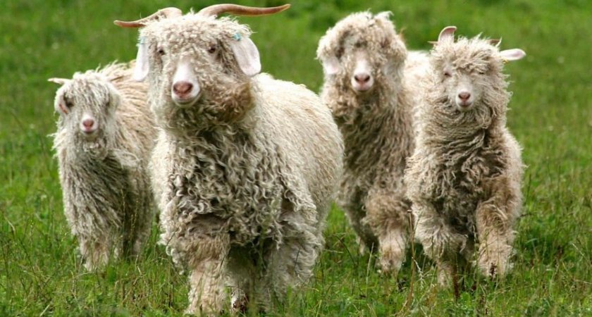 902ecf87b52f3d81c527c8589f616392 Ангорська коза: опис та характеристика кіз, відмінності від інших видів, особливості утримання і догляду, як отримати шерсть, фото