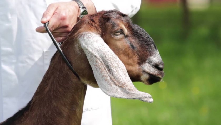 90aff3de49d7fc8bd143f972714de3a3 Дамаська коза породи шамі: характеристика, особливості розведення в домашніх умовах