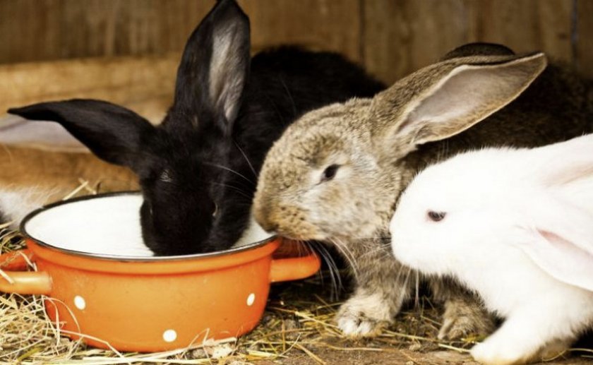 90b5b87fde2ab6d9cbd1dc5cb1a32b19 Йод для кроликів: як поїти, інструкція щодо застосування для лікування і профілактики, дозування і пропорції