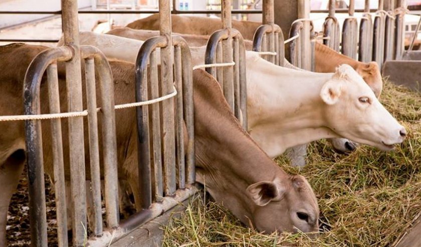 917b70e9766ef64b1d3e1600f49caf9c Стійло для корів: як зробити своїми руками в домашніх умовах, розміри, облаштування, як привязати корову в стійлі, відео, фото