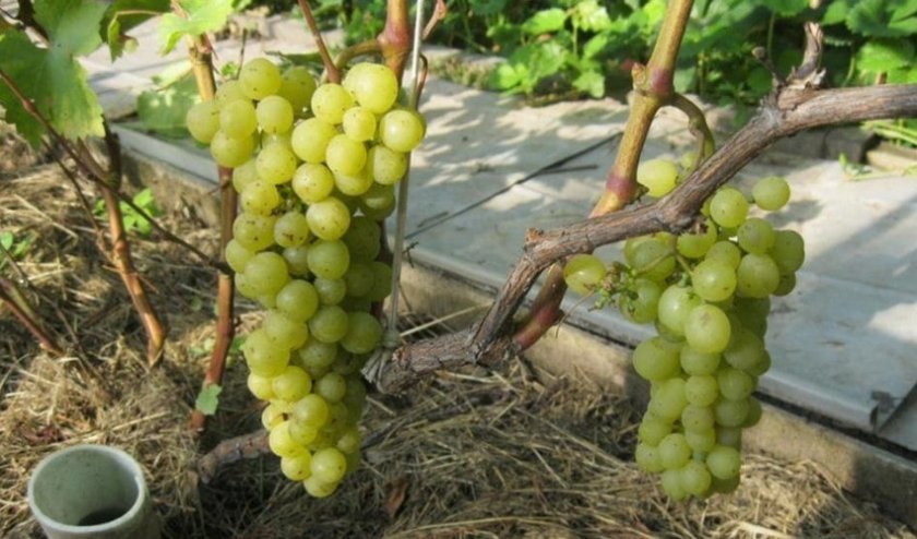 9286d778893dc24a45df706671eafade Кращі сорти винограду для Сибіру: опис і особливості вирощування, фото