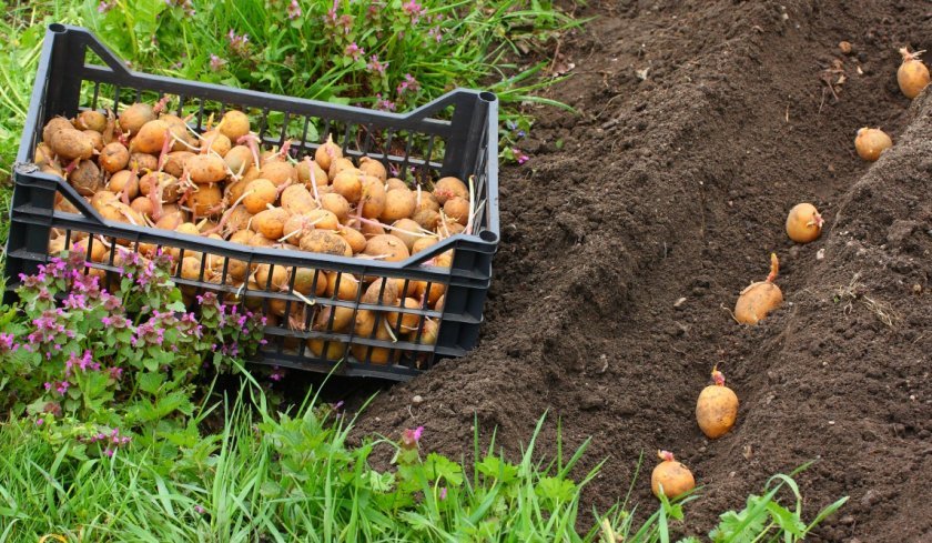 92de7ead254f76b275f55fc45c11133b Картопля Латона: опис та характеристика сорту, особливості вирощування та догляду, смакові якості, фото